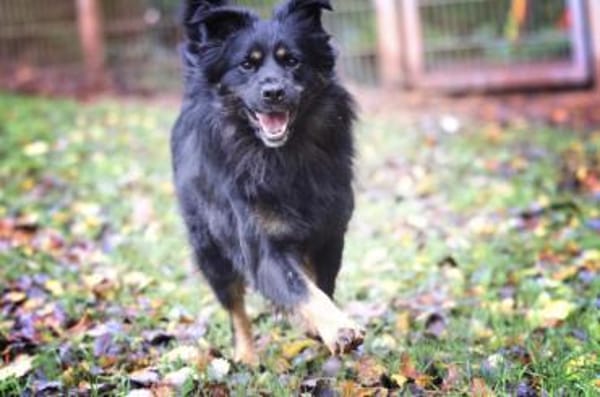 Milow sucht ein Zuhause