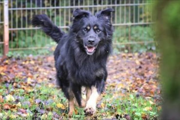 Milow sucht ein Zuhause