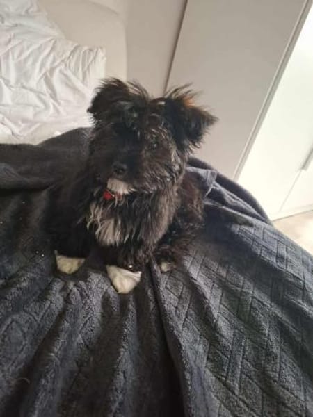 Nix- kleines liebes Wuschelie