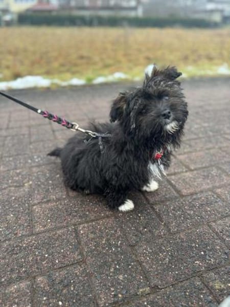 Nix- kleines liebes Wuschelie