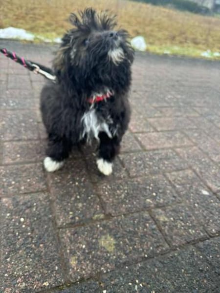 Nix- kleines liebes Wuschelie