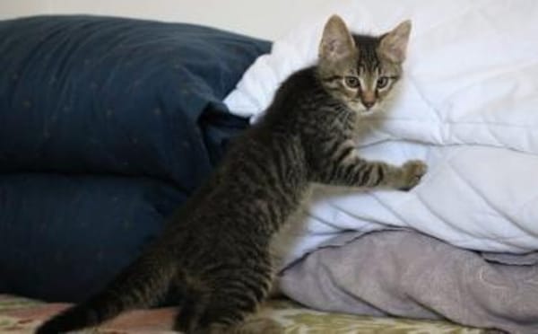 Karlsson sucht ein eigenes Zuhause