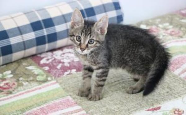 Karlsson sucht ein eigenes Zuhause