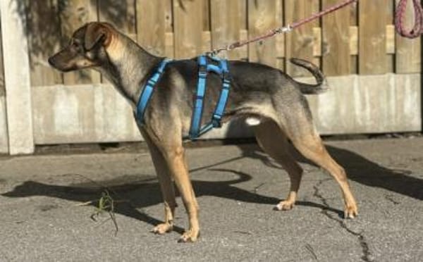 Aktives Zuhause für Tiny Tim gesucht