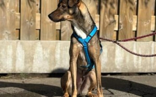 Aktives Zuhause für Tiny Tim gesucht