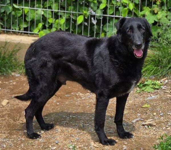 KARAM sucht Familienanschluss