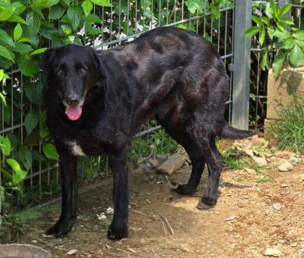 KARAM sucht Familienanschluss