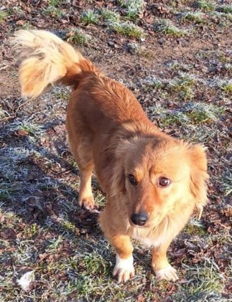 TILDI -ruhige, anhängliche Hündin-