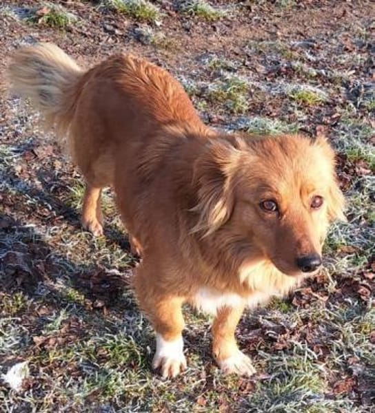 TILDI -ruhige, anhängliche Hündin-