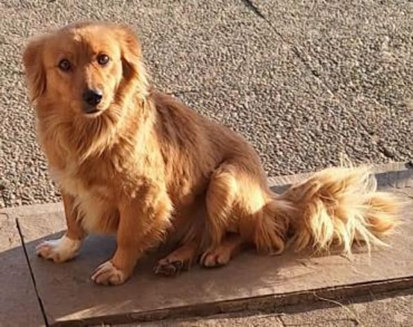 TILDI -ruhige, anhängliche Hündin-