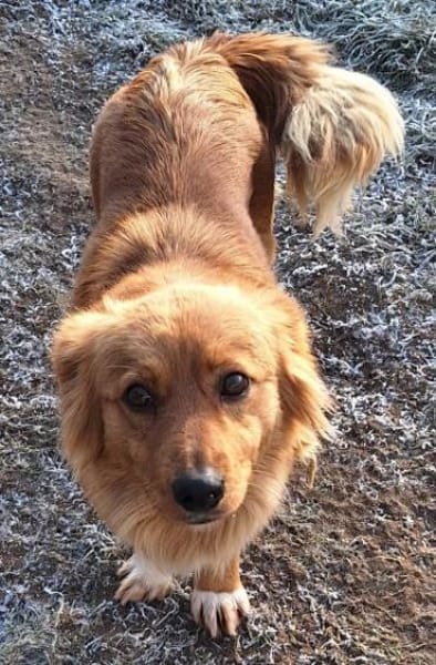 TILDI -ruhige, anhängliche Hündin-