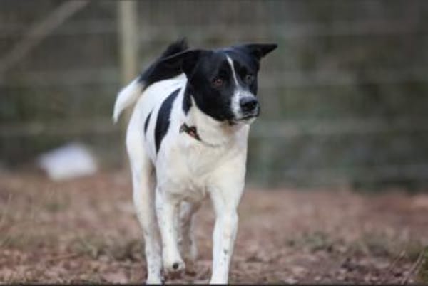 Sensibler Snoopy sucht ein Zuhause