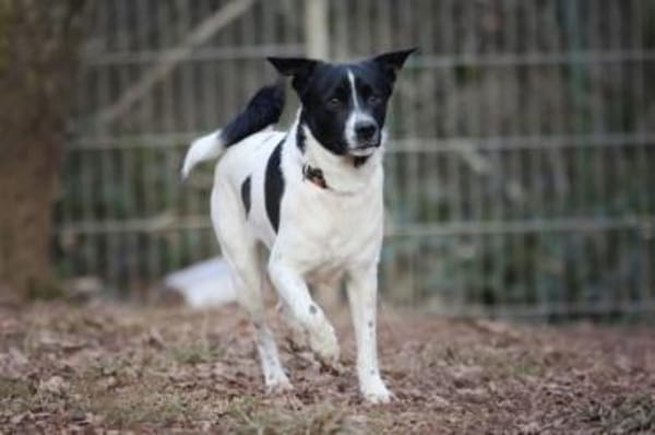 Sensibler Snoopy sucht ein Zuhause