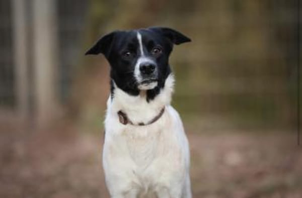 Sensibler Snoopy sucht ein Zuhause