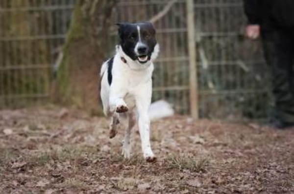 Sensibler Snoopy sucht ein Zuhause