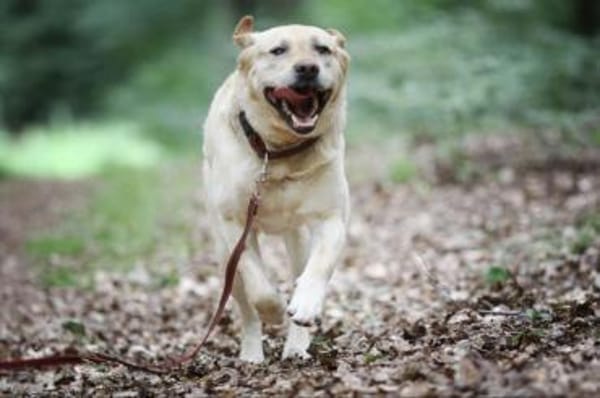 Luke sucht ein Zuhause