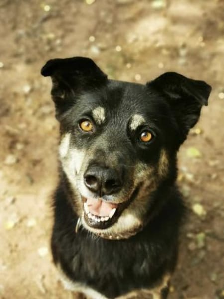 Asco sucht ein Zuhause