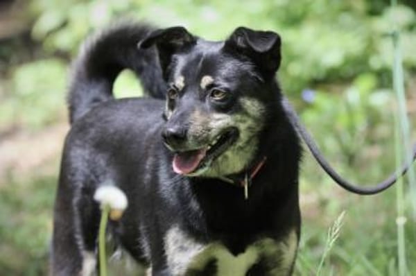 Asco sucht ein Zuhause