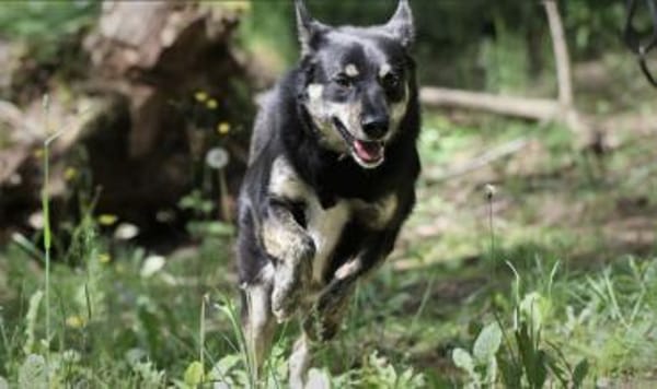 Asco sucht ein Zuhause