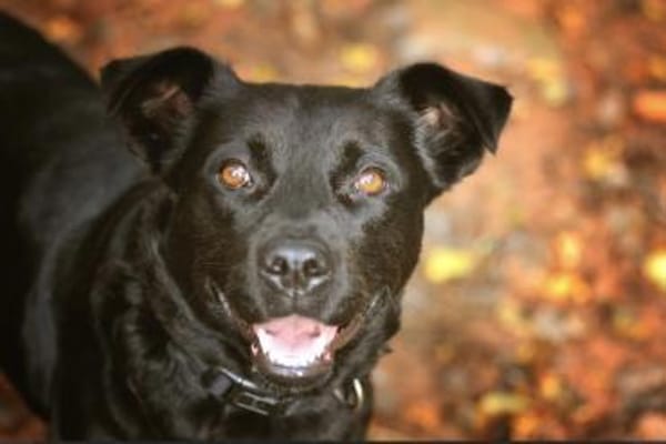 Roxy sucht ein Zuhause