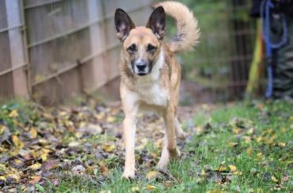 Lennox sucht ein Zuhause