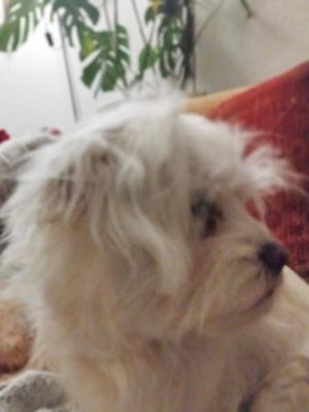 Süße Flocke🌺 sucht liebevolle Familie