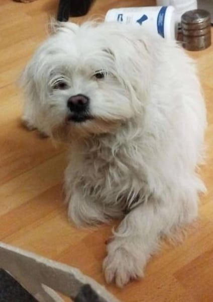 Süße Flocke🌺 sucht liebevolle Familie