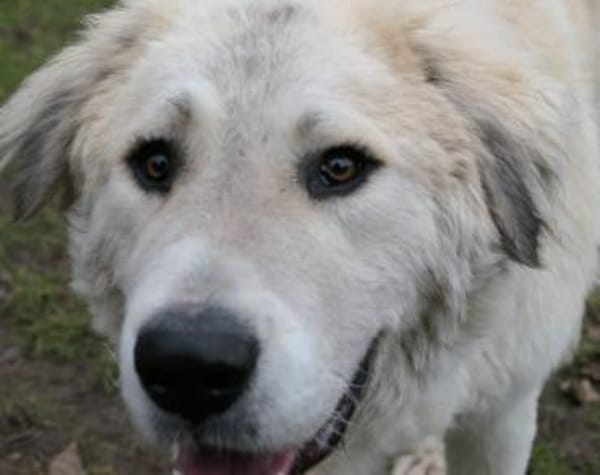 Boss wartet bereits auf dich!