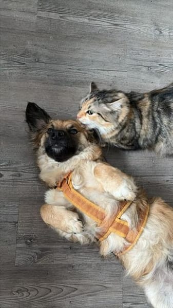 ❤Fritz Pflegefamilie 41812 Erkelenz