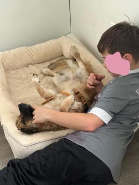 ❤Fritz Pflegefamilie 41812 Erkelenz