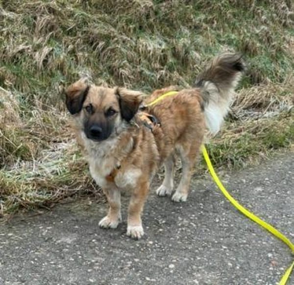 ❤Fritz Pflegefamilie 41812 Erkelenz