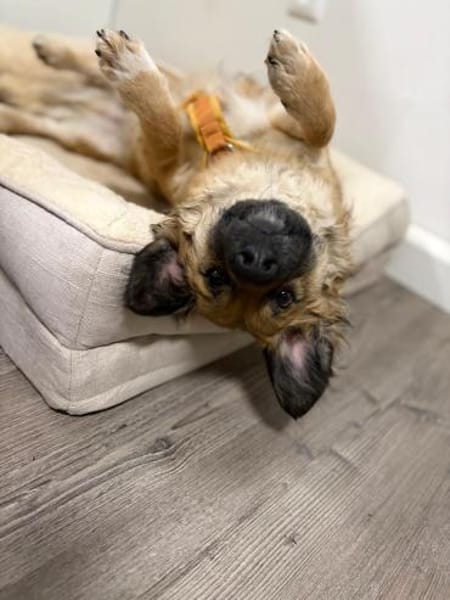 ❤Fritz Pflegefamilie 41812 Erkelenz