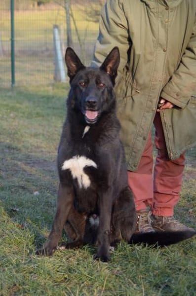 Rüde Kalani sucht ein Zuhause