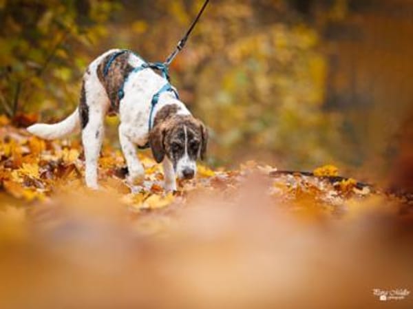 Dario wartet sehnsüchtig auf Sie