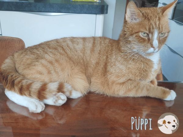 Püppi sucht ruhige einfühlsame Menschen