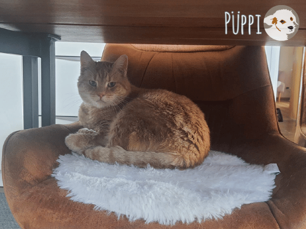 Püppi sucht ruhige einfühlsame Menschen