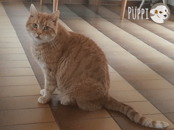 Püppi sucht ruhige einfühlsame Menschen