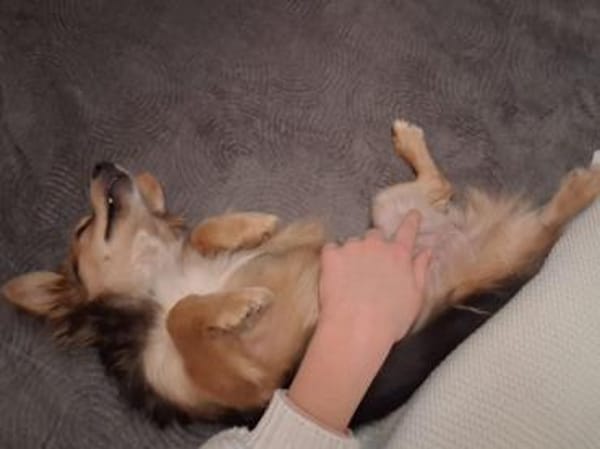 Piccola sucht gutes Zuhause