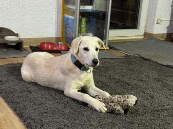 Taiga sucht liebe Menschen