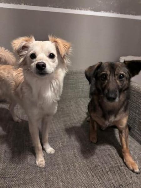 Lebensfrohe Maja sucht ihre Familie