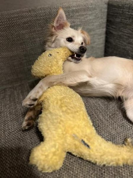 Lebensfrohe Maja sucht ihre Familie