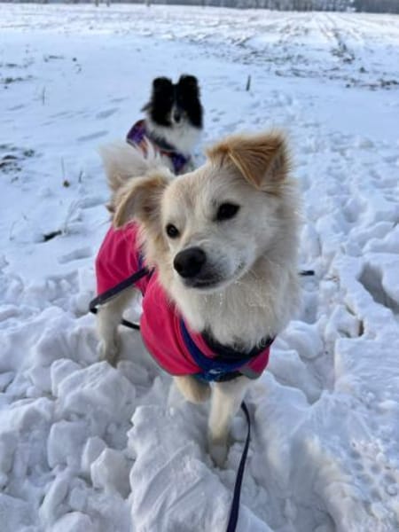 Lebensfrohe Maja sucht ihre Familie