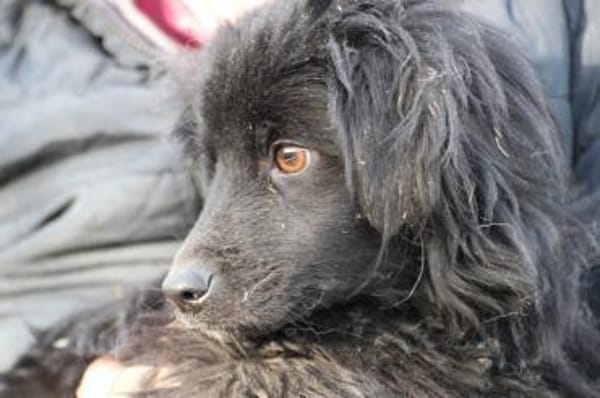 Juna - goldiger, verspielter Jungrüde