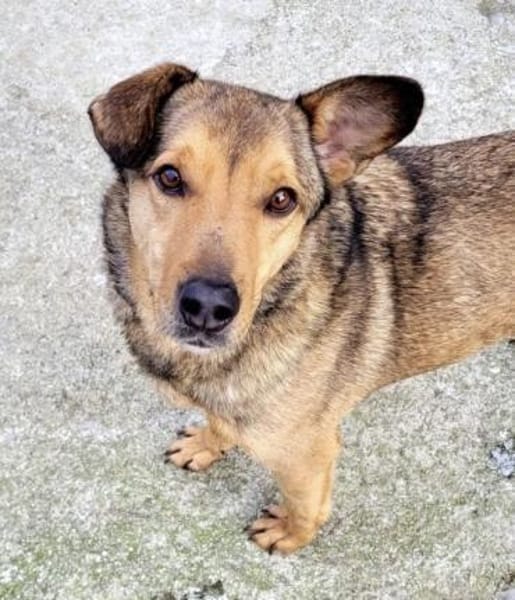 RENZO sucht Familienanschluss