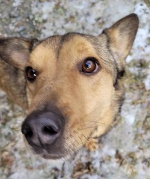 RENZO sucht Familienanschluss