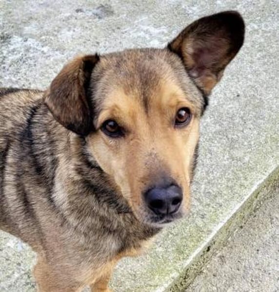 RENZO sucht Familienanschluss