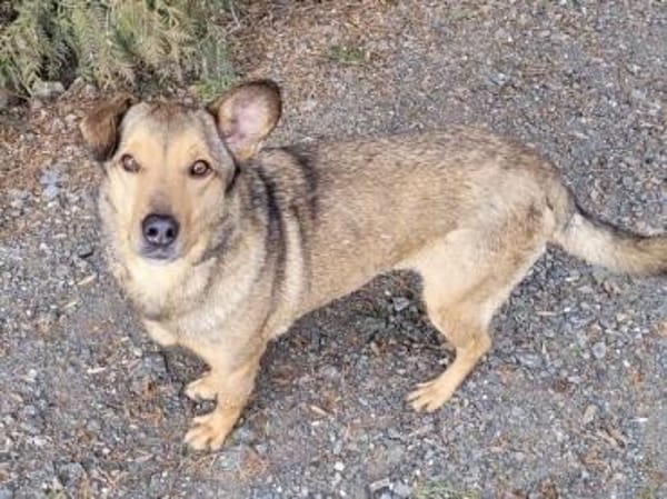 RENZO sucht Familienanschluss