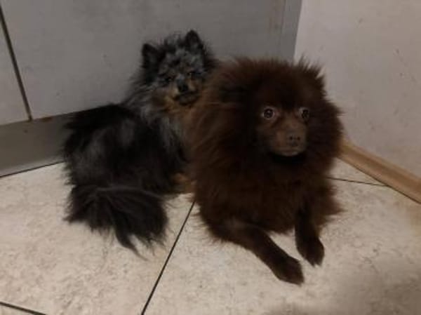 CELSIUS u. GEISHA unzertrennlich