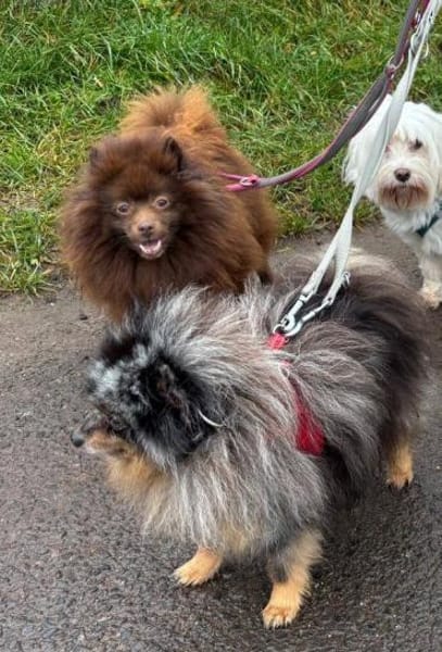 CELSIUS u. GEISHA unzertrennlich