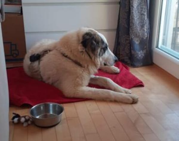 Bezaubernde Laini sucht ihre Familie